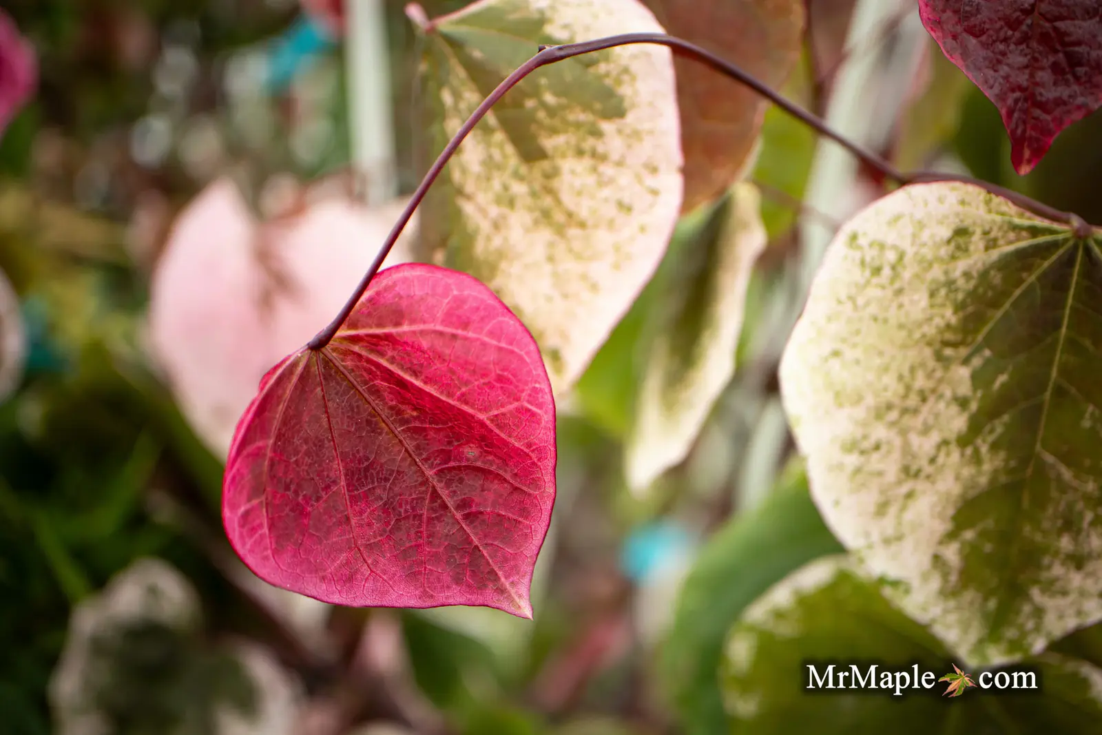 Elevate Your Garden With MrMaple