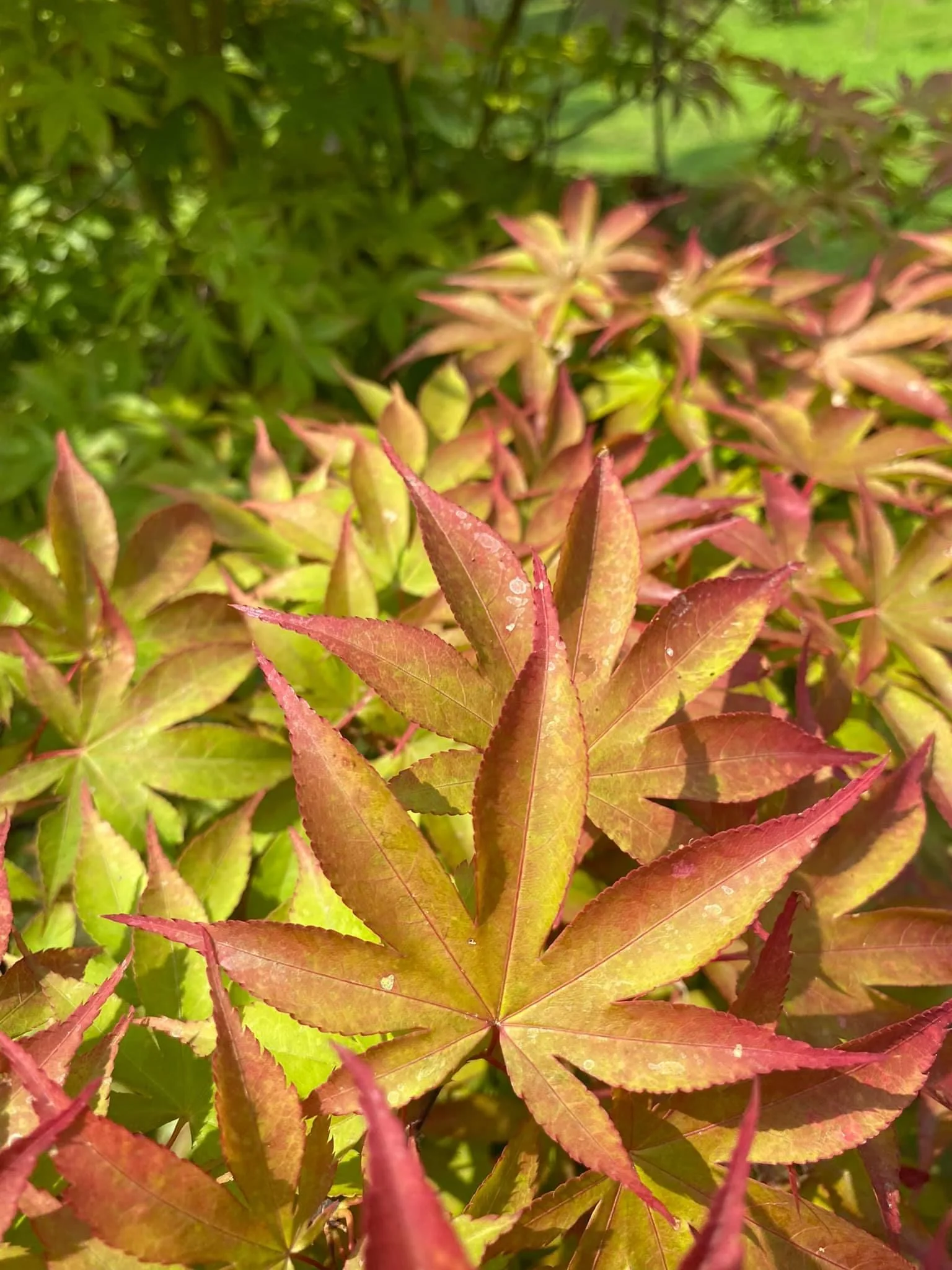 Product image 71