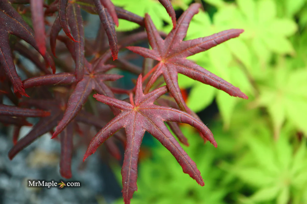 Product image 70