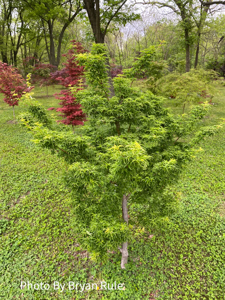 Product image 85