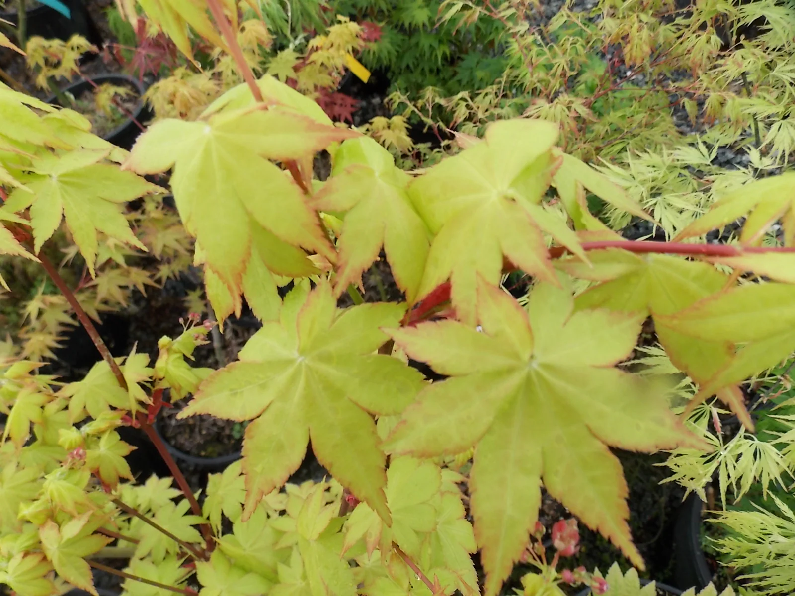 Product image 27